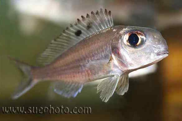 Xenotilapia ornatipinnis